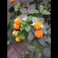 Lantana - Lantana camara (fam Verbenacee) (Amerique tropicale) (02)